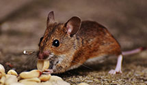 24 Hour & Emergency Exterminators in Mankato, MN